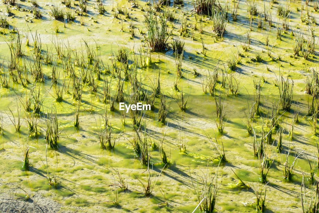 High angle view of mossy field