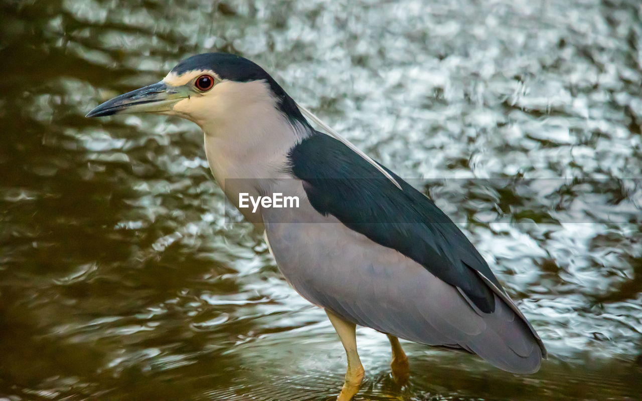 CLOSE-UP OF A BIRD IN A LAKE