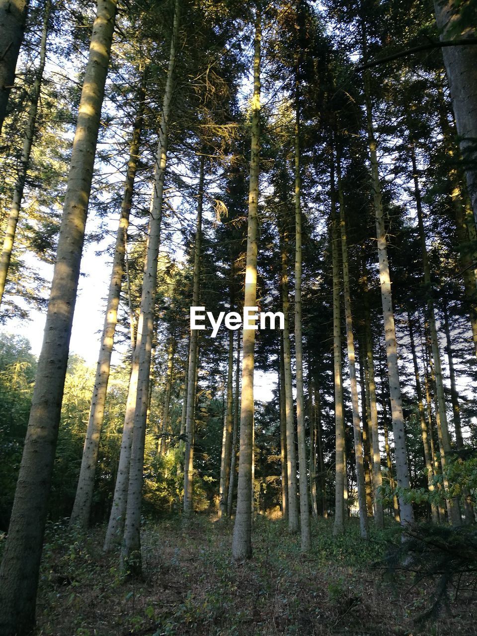 Low angle view of  trees in forest