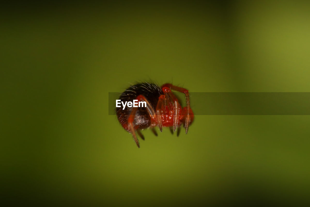 animal themes, animal, animal wildlife, one animal, insect, macro photography, close-up, wildlife, flower, nature, no people, beauty in nature, green, red, petal, plant, fragility, leaf, focus on foreground, outdoors, colored background, freshness, plant stem, green background, yellow