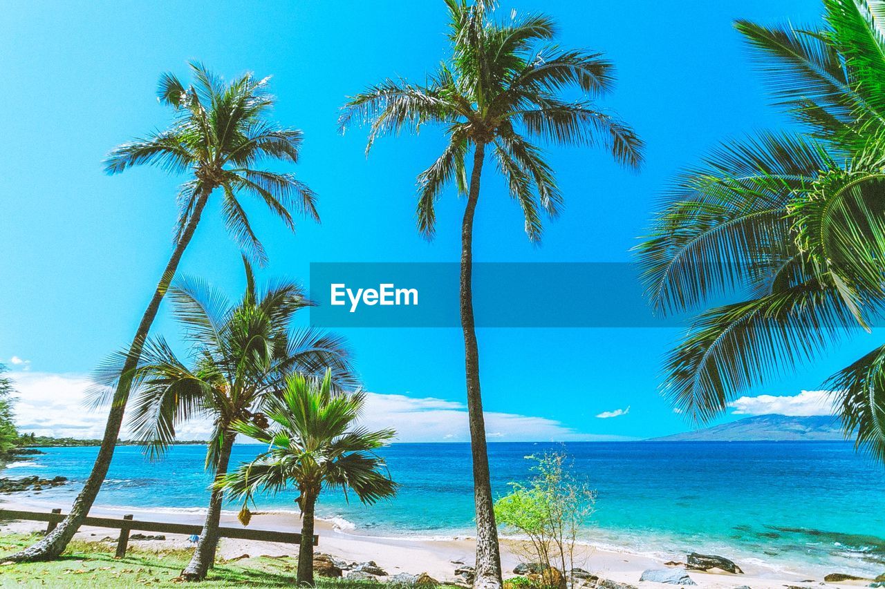 PALM TREES ON BEACH AGAINST SKY