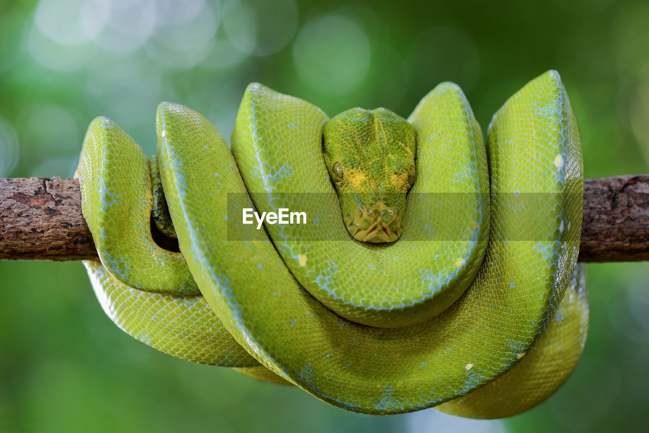 animal themes, animal, snake, green, animal wildlife, one animal, reptile, wildlife, macro photography, tree, close-up, rainforest, nature, curled up, animal body part, forest, no people, plant, branch, serpent, yellow, outdoors, environment, boa, focus on foreground, day, tropical rainforest, poisonous, land, leaf, plant stem