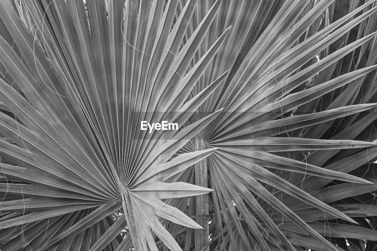 growth, plant, leaf, tree, black and white, full frame, no people, palm tree, pattern, monochrome photography, palm leaf, plant part, monochrome, backgrounds, nature, close-up, tropical climate, beauty in nature, day, saw palmetto, outdoors, flower