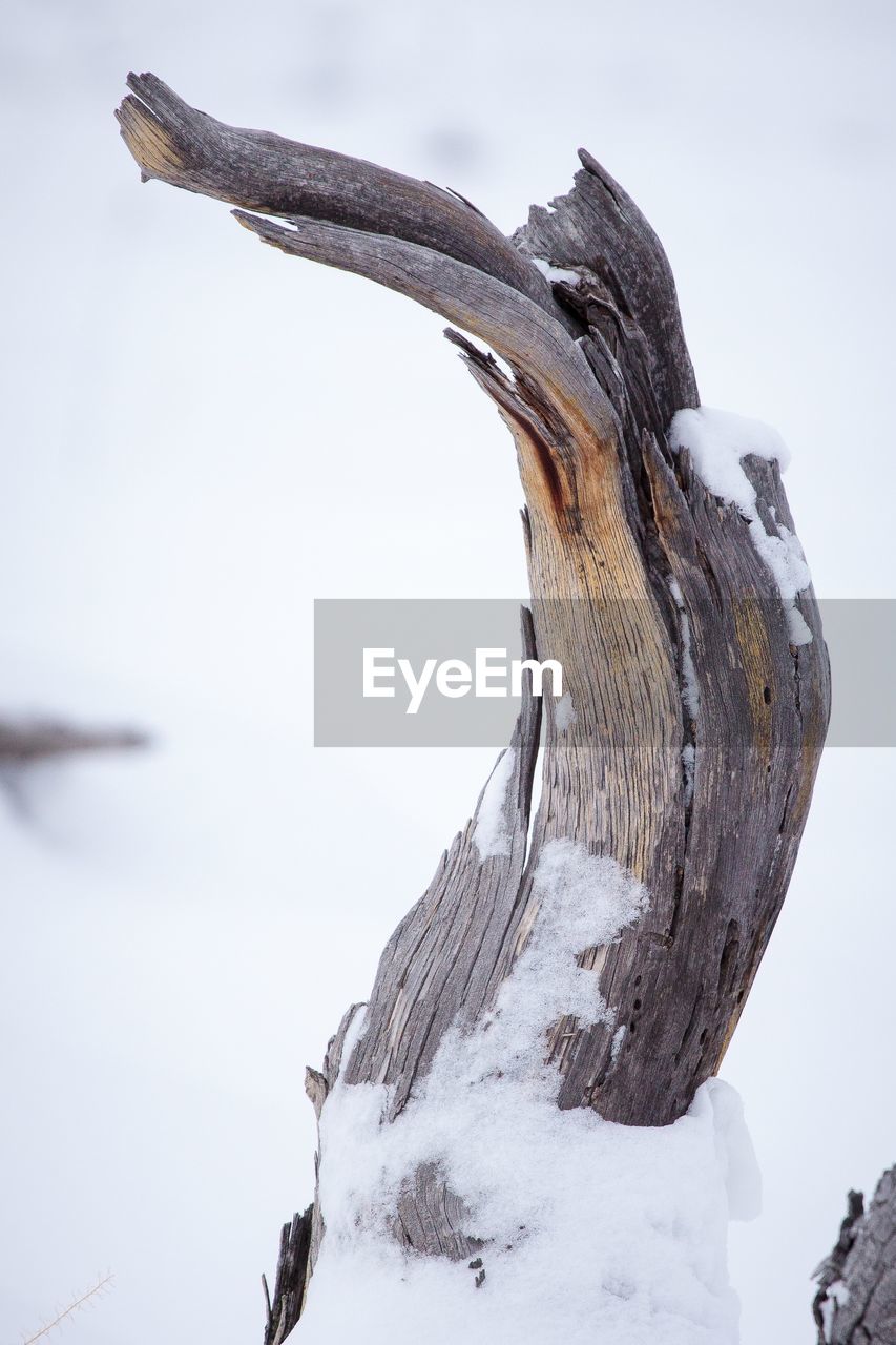 CLOSE-UP OF DRIFTWOOD ON SNOW COVERED TREE AGAINST SKY