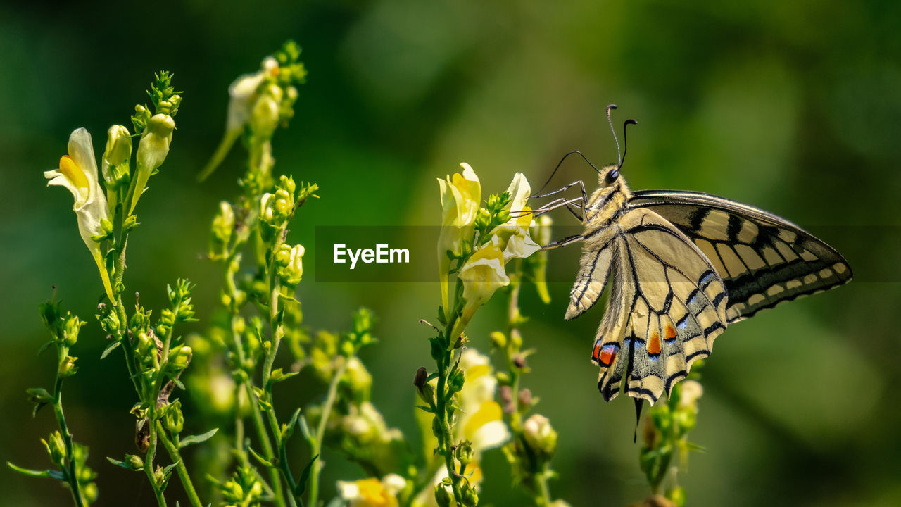 Close-up of butterfly pollinating on flower