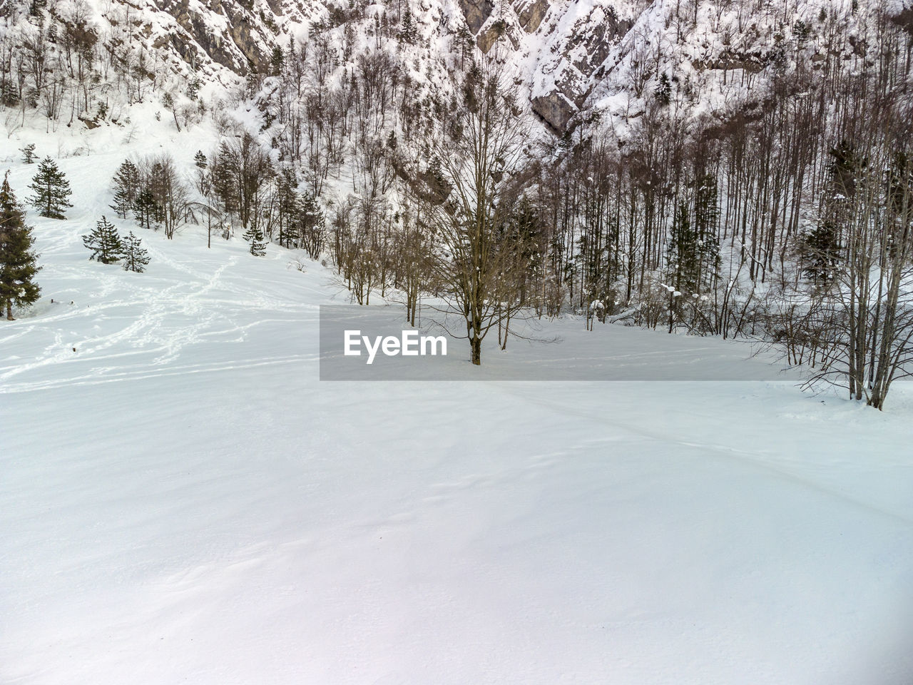 PINE TREES ON SNOW COVERED FIELD