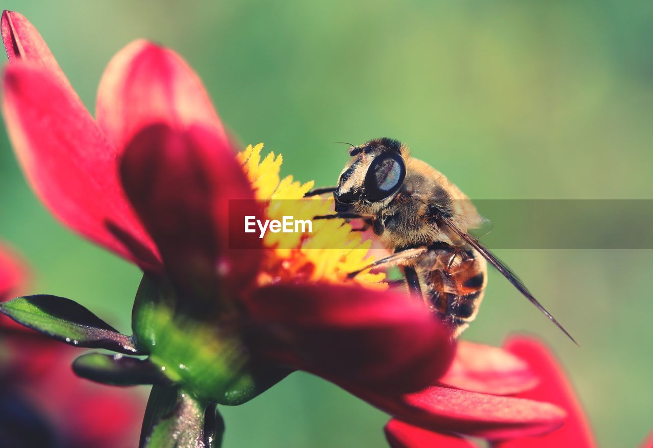 CLOSE-UP OF HONEY BEE POLLINATING FLOWER