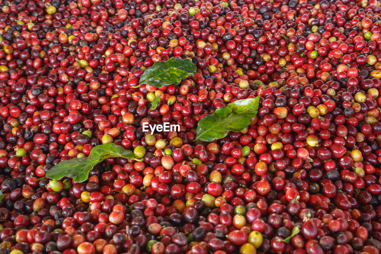 FULL FRAME SHOT OF FRESH FRUITS