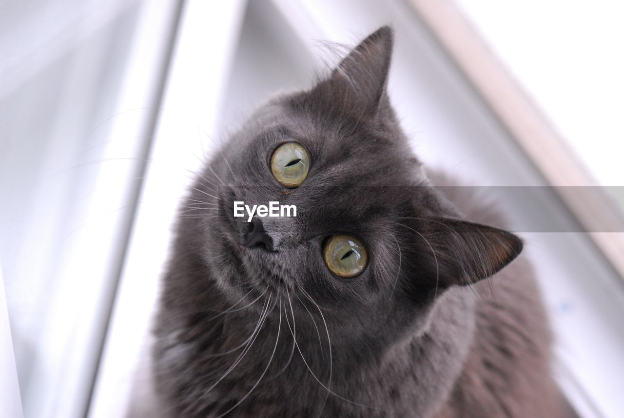 Close-up of black cat on window