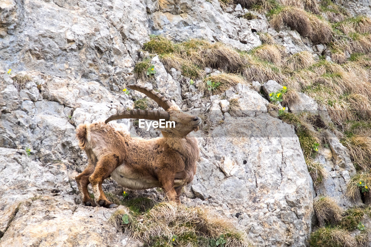 Low angle portrait of alpine ibex standing on mountain