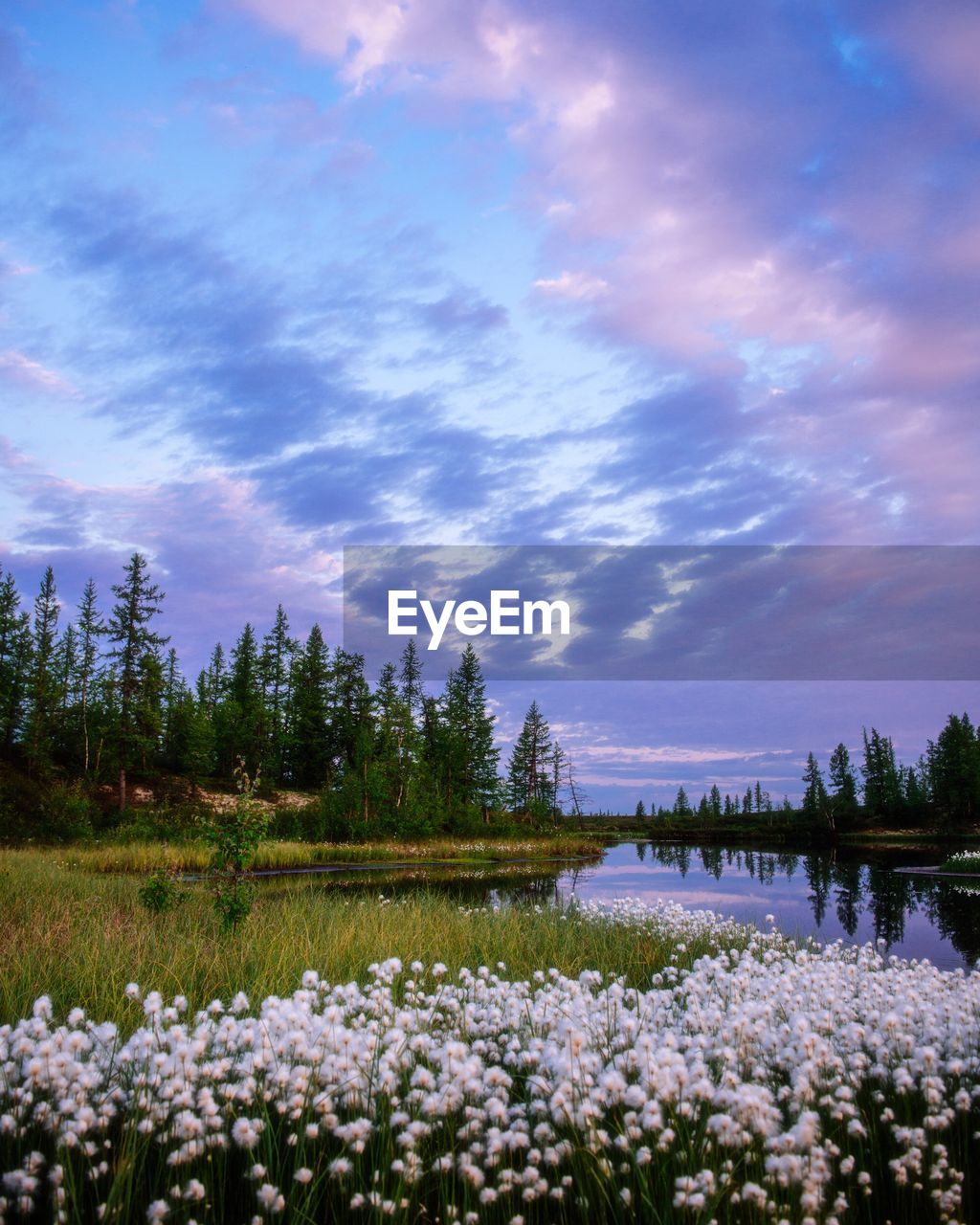 Purple flowering plants by lake against sky