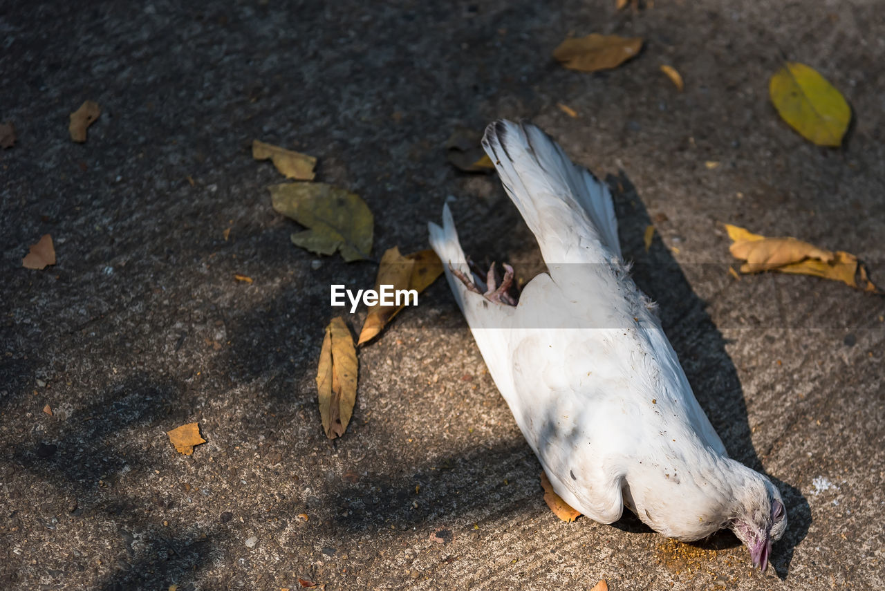 HIGH ANGLE VIEW OF DEAD FISH