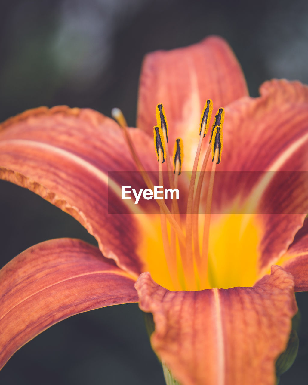 EXTREME CLOSE UP OF FLOWER