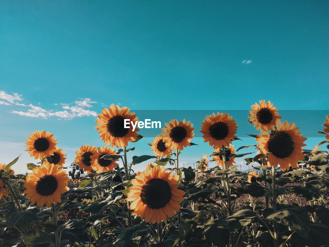 CLOSE-UP OF SUNFLOWERS GROWING IN FIELD