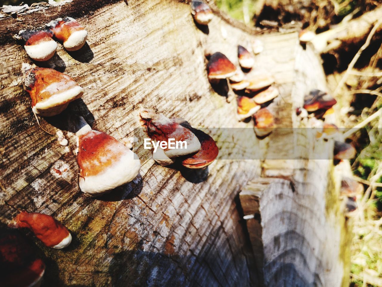 HIGH ANGLE VIEW OF MUSHROOMS GROWING ON TREE