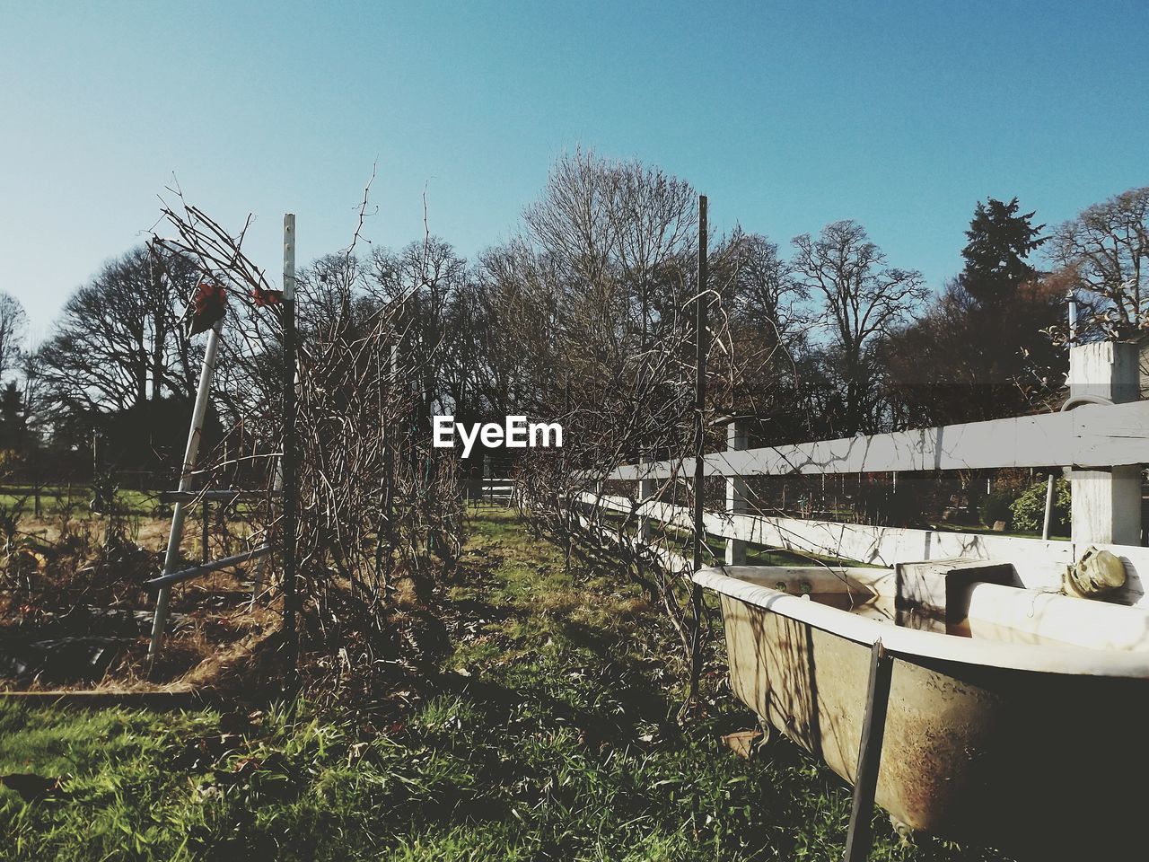 TREES GROWING IN A PARK