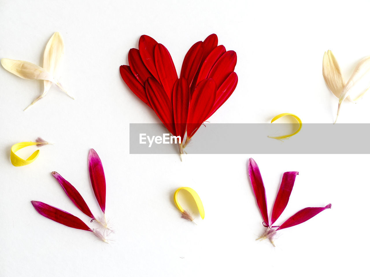 Directly above shot of colorful tulip petals arranged on white background