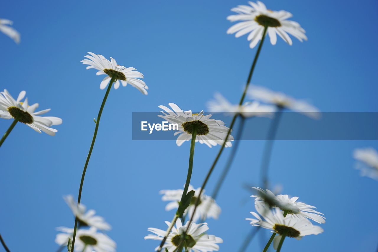 Close-up of white cosmos flowers blooming against sky