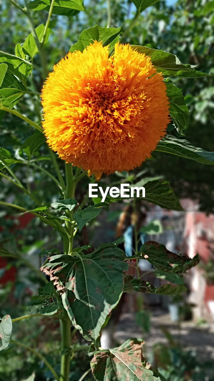 CLOSE-UP OF FLOWERING PLANT AGAINST WHITE WALL