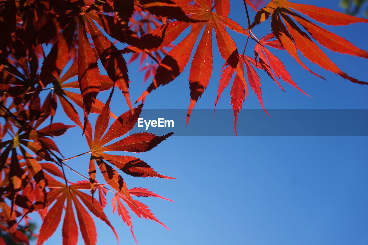 Low angle view of maple leaves against clear sky