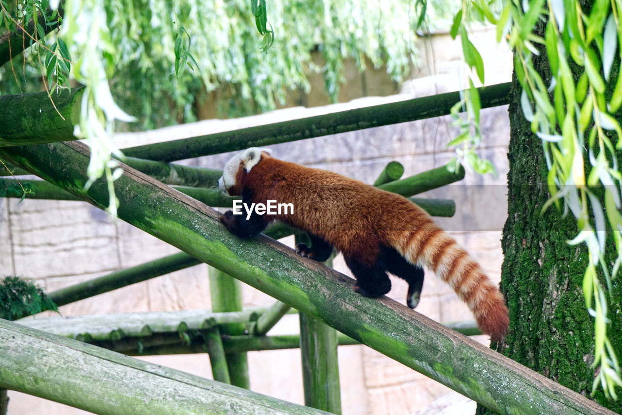 Red panda in captivity.