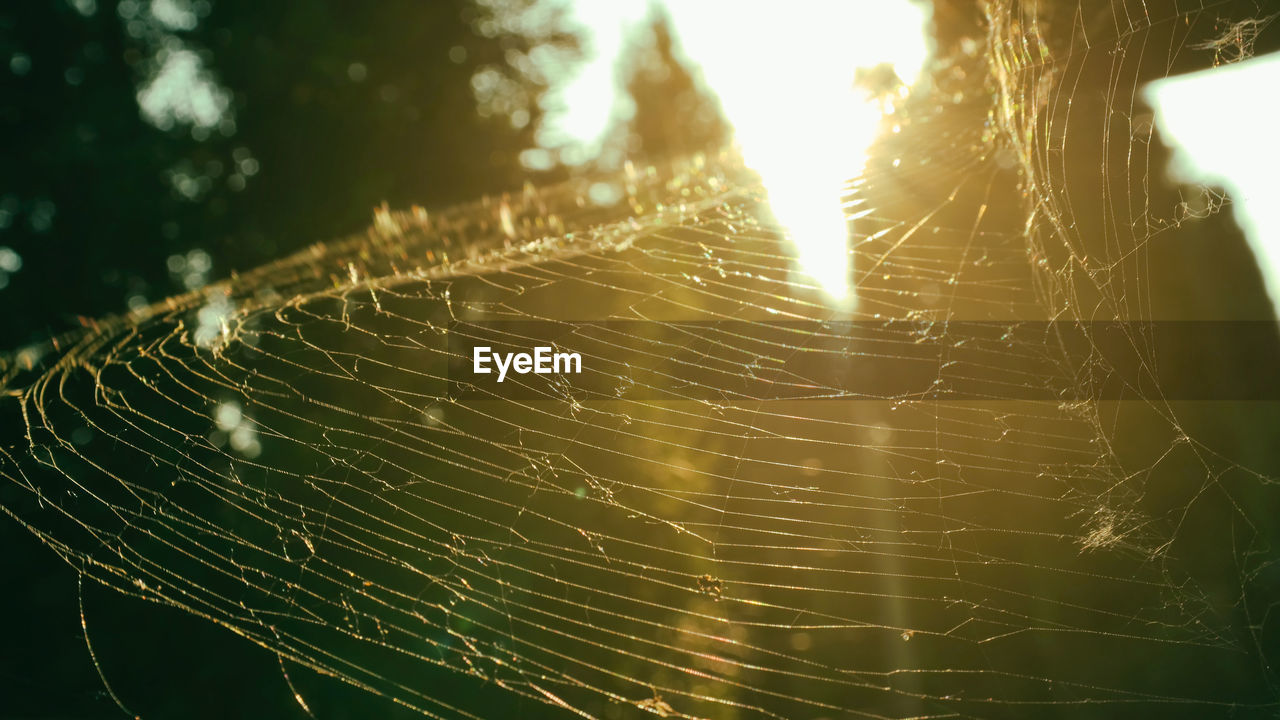 CLOSE-UP OF SPIDER WEB AGAINST STAR FIELD