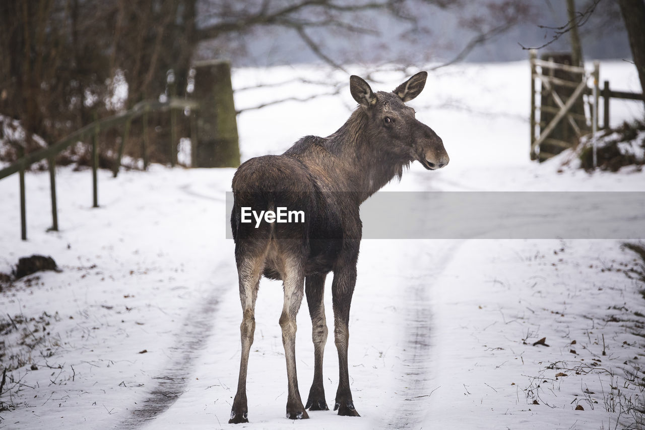 horse standing on snow covered field during winter