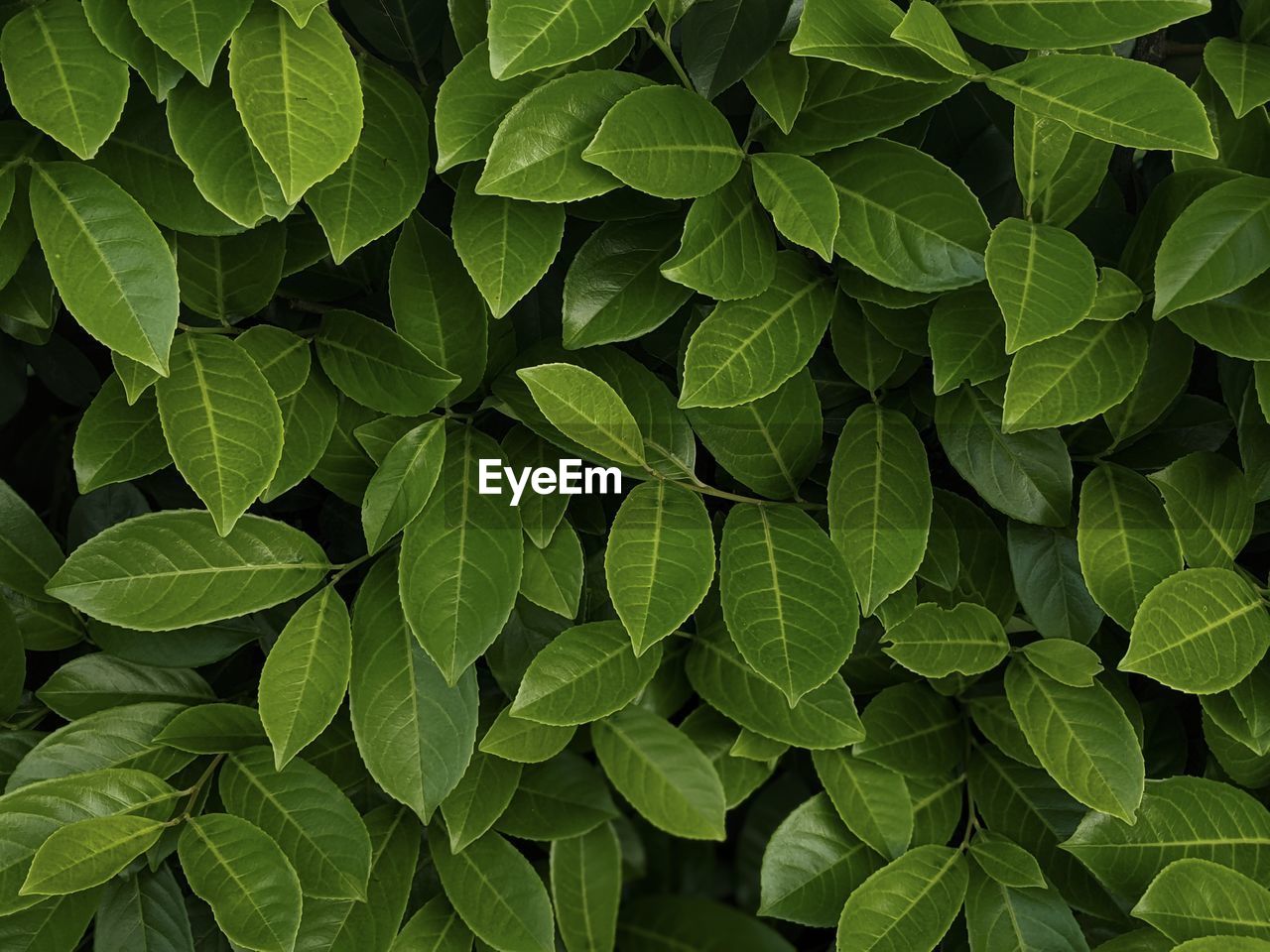 Full frame shot of green leaves