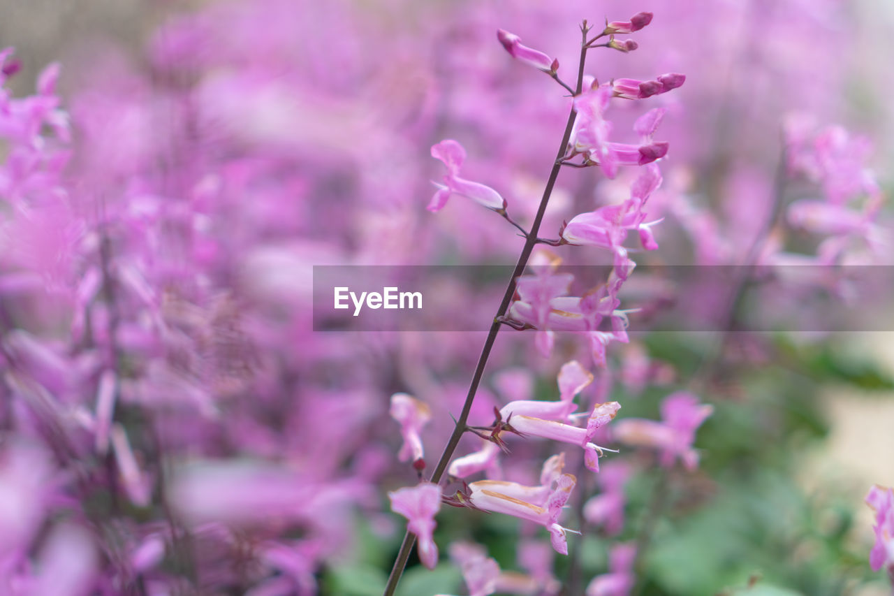 CLOSE-UP OF PINK FLOWERING PLANT AGAINST BLURRED BACKGROUND