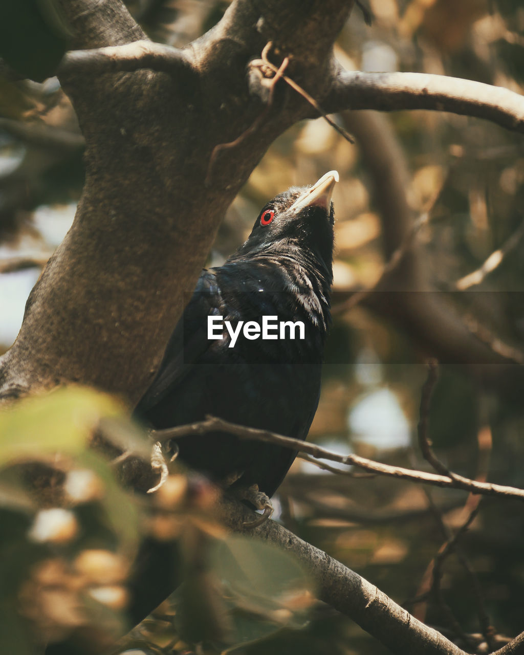 Close-up of bird perching on branch