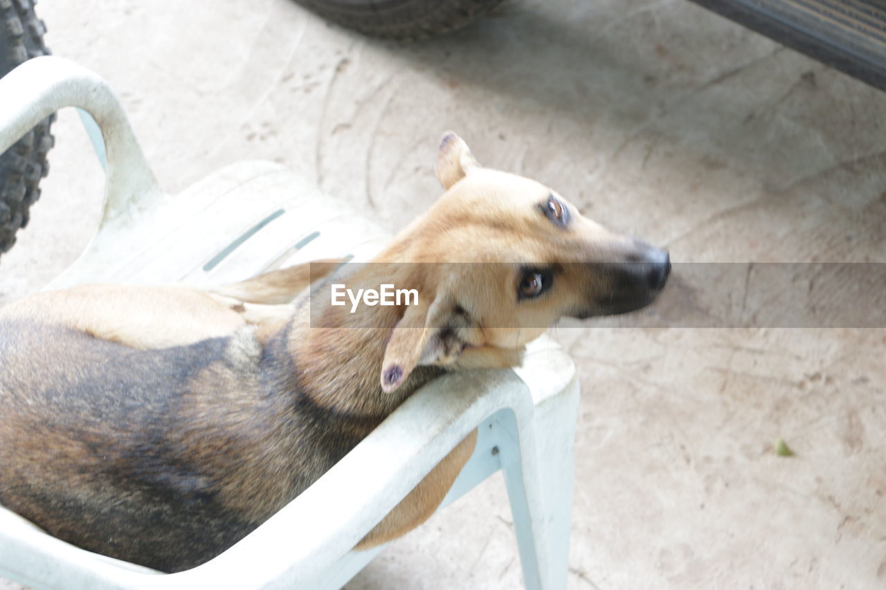 VIEW OF AN ANIMAL