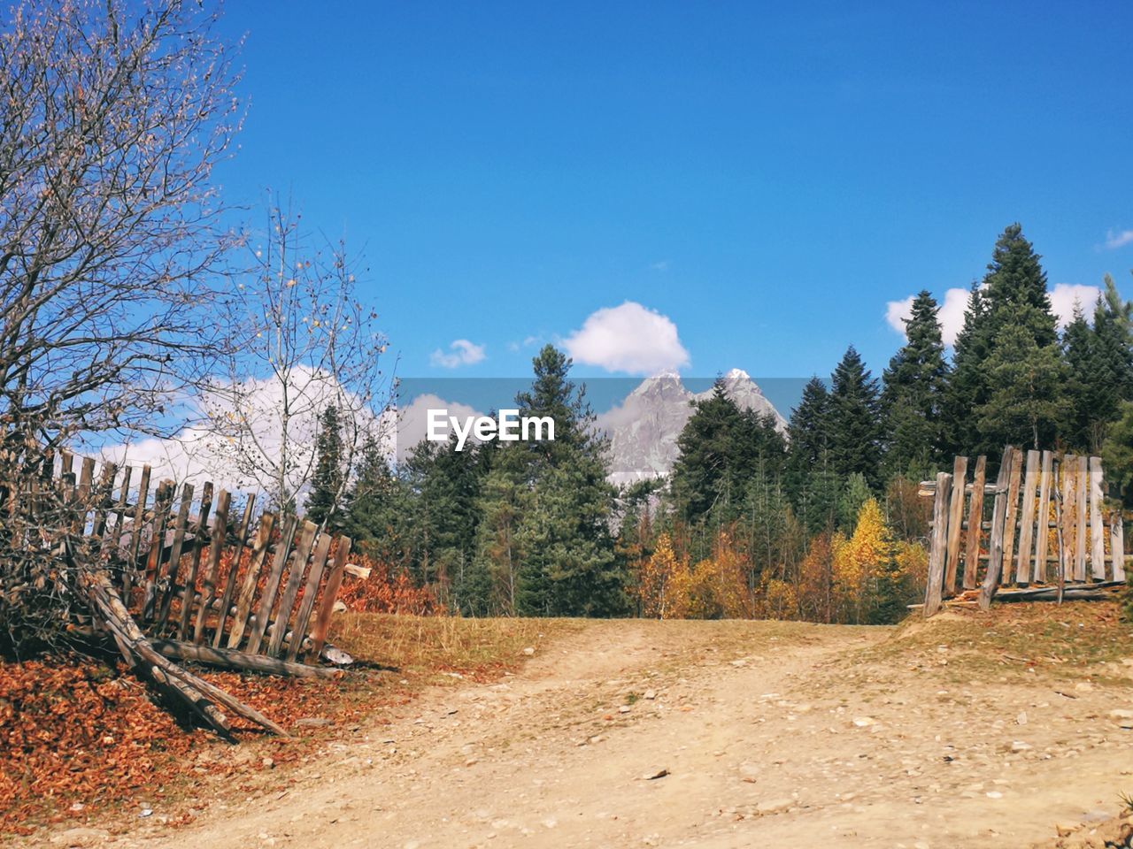 Panoramic shot of trees on field against sky