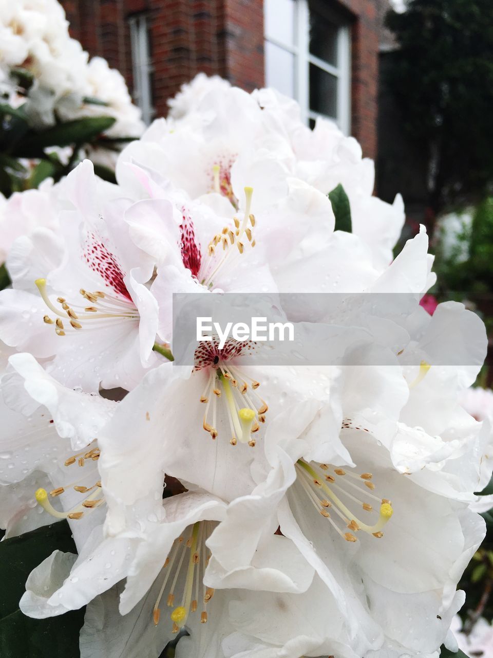 CLOSE-UP OF FRESH WHITE CHERRY BLOSSOM