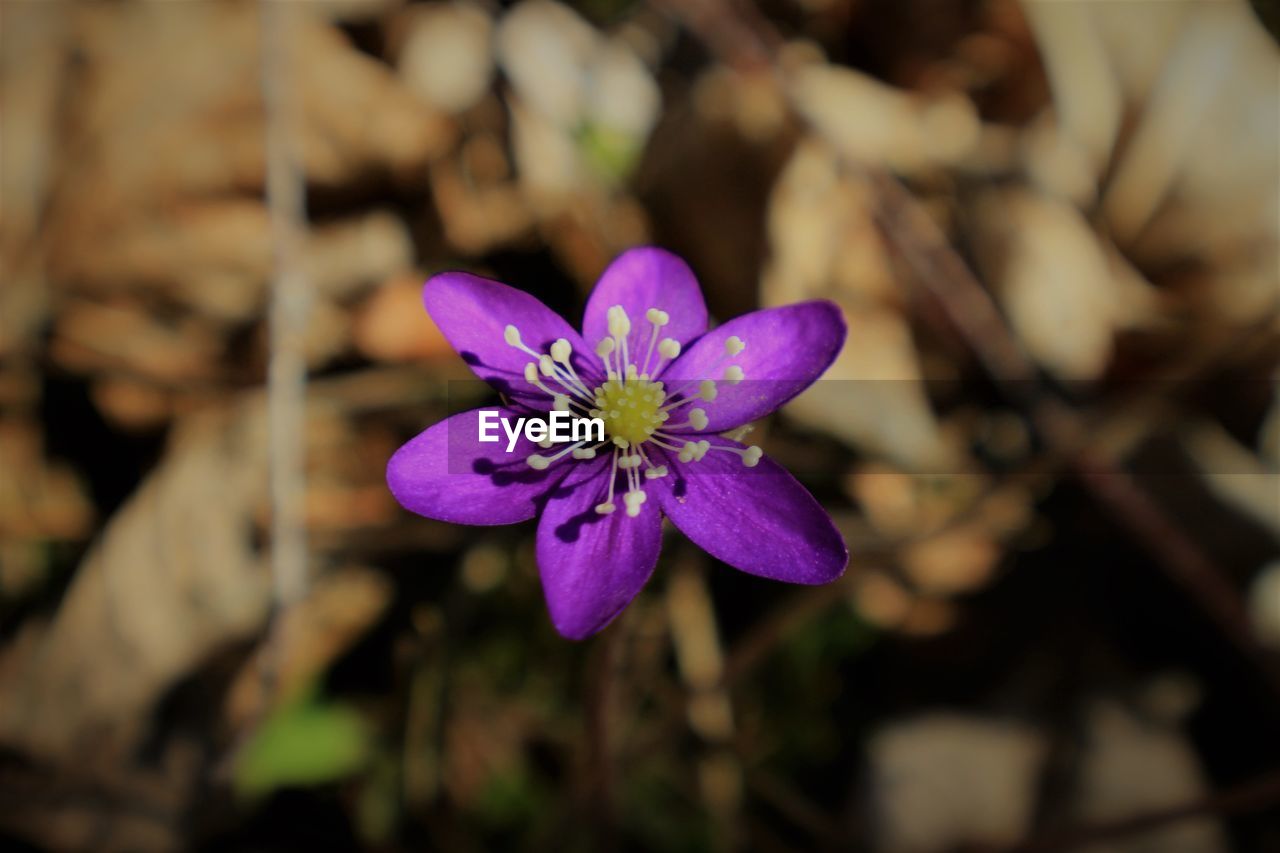 CLOSE-UP OF PURPLE FLOWER OUTDOORS