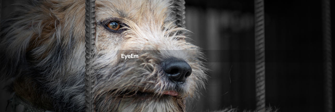 Dog in animal shelter waiting for adoption. dog behind the fences. dog in animal shelter cage.