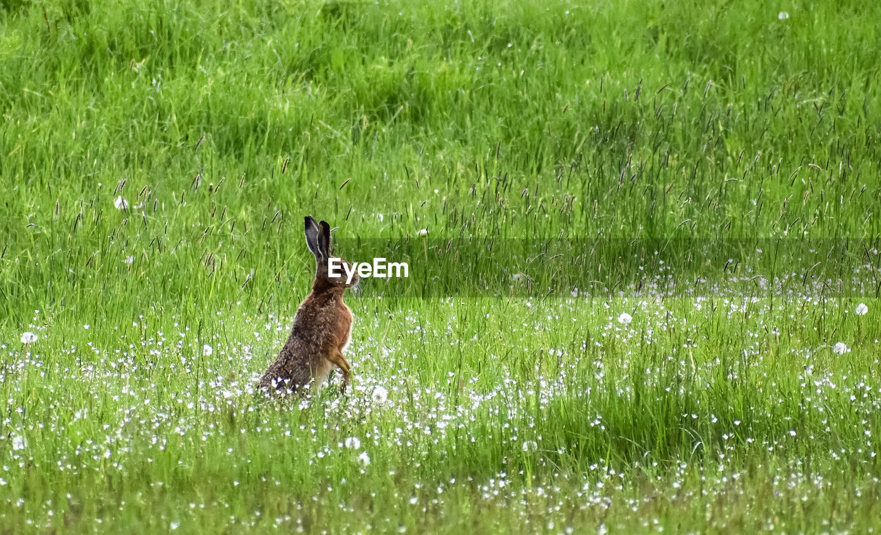 close-up of rabbit on grassy field