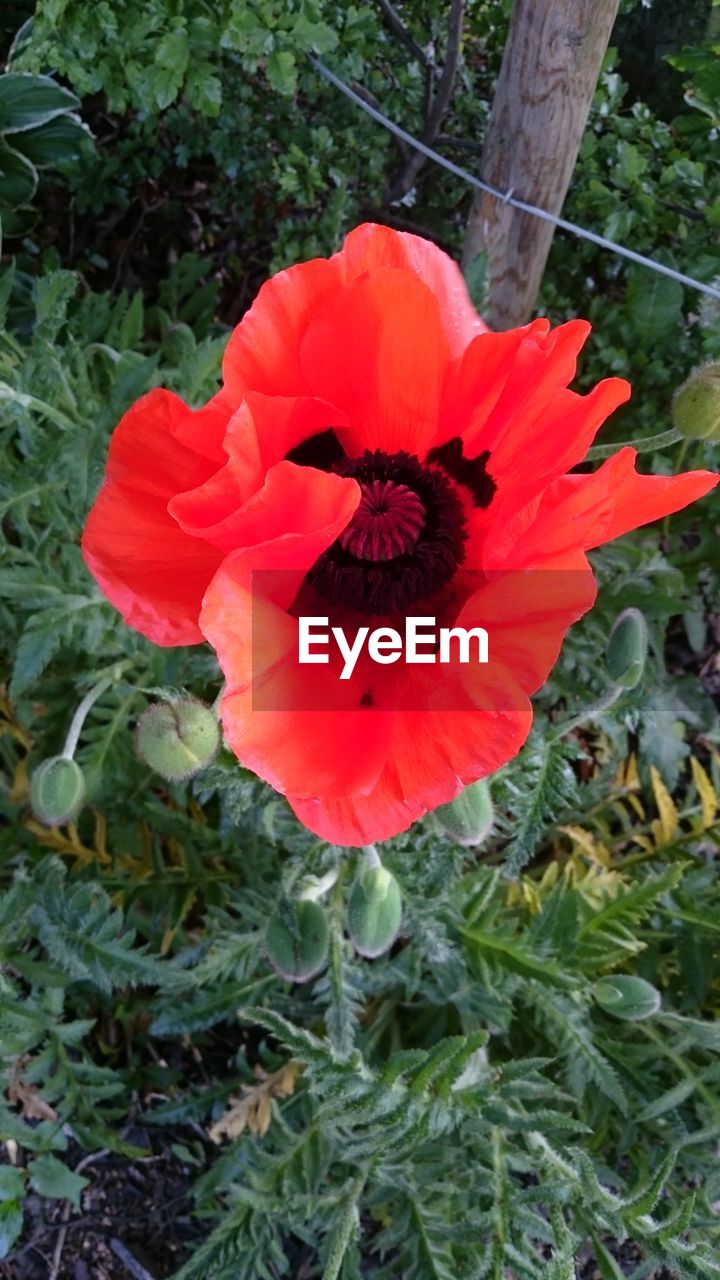 HIGH ANGLE VIEW OF RED ROSE FLOWER