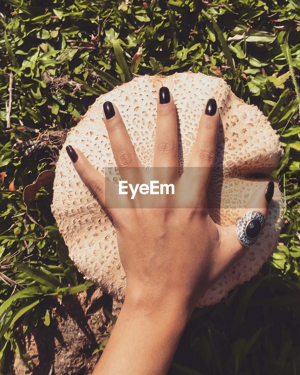 Cropped hand of woman touching mushroom on field