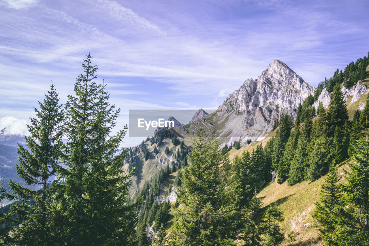 Pine trees in forest against sky