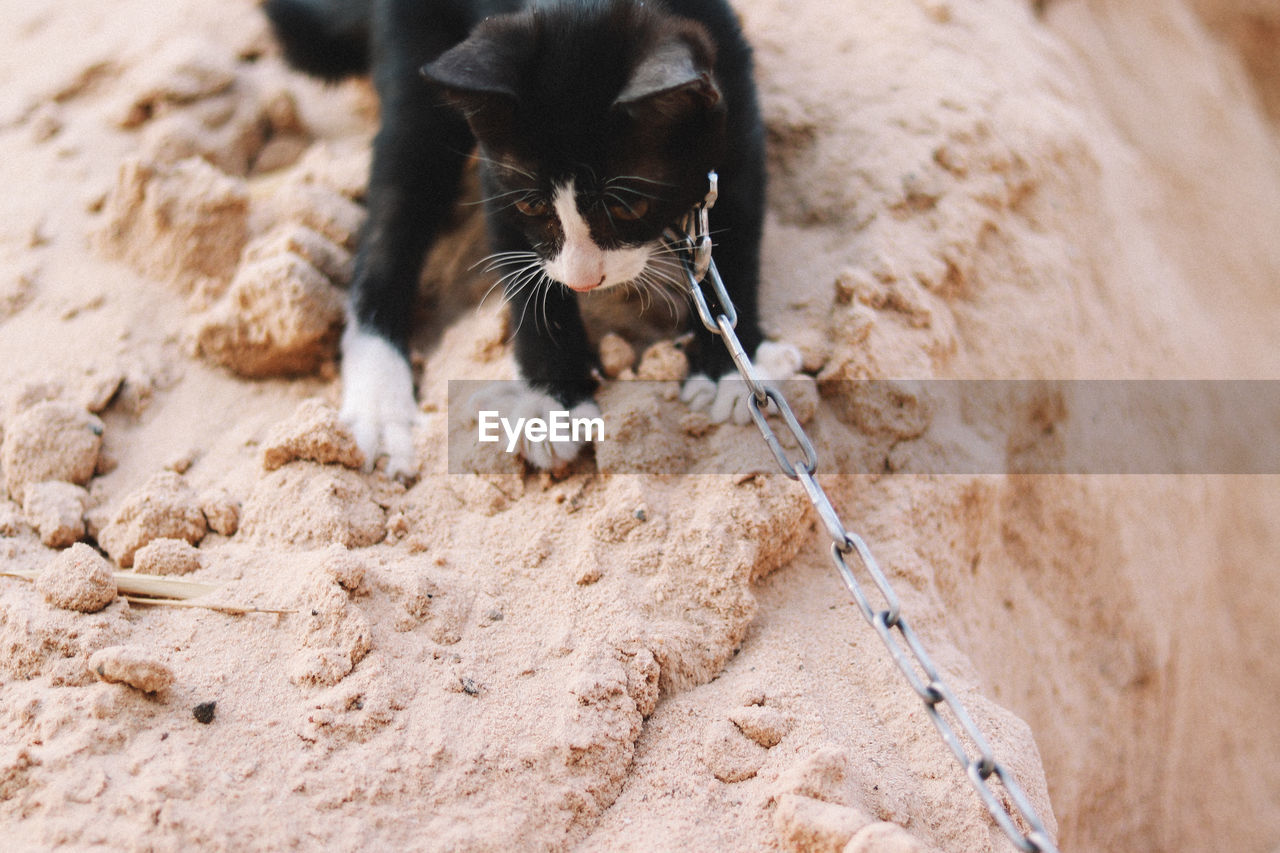 High angle view of cat on sand