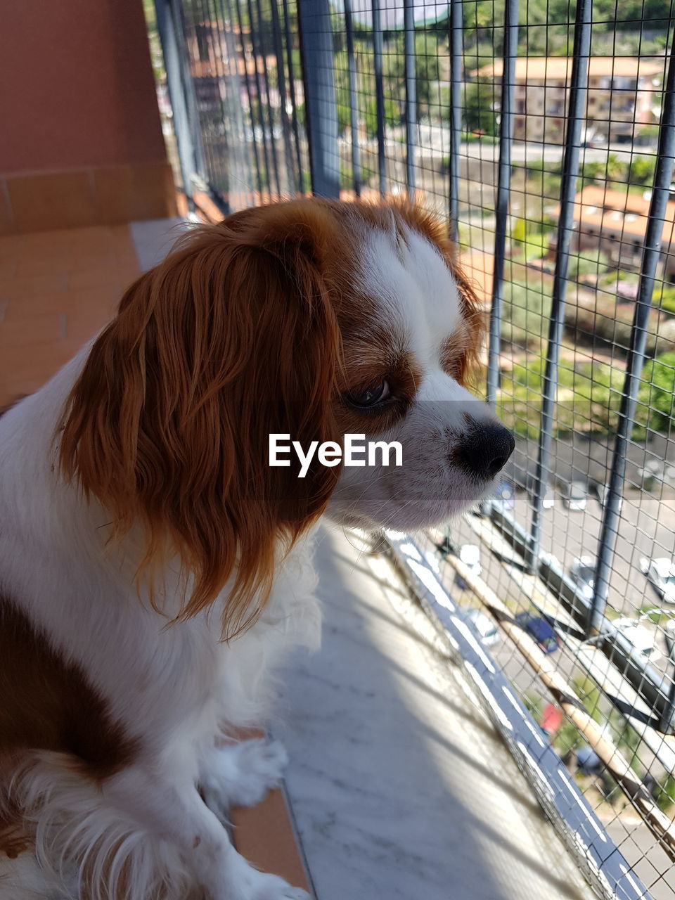 High angle view of dog sitting by window