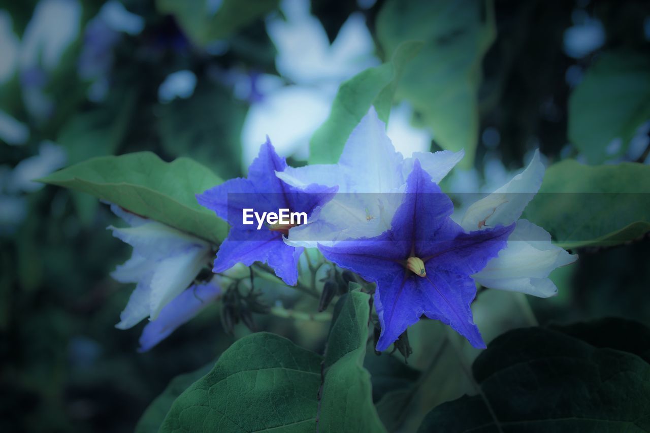 CLOSE-UP OF PURPLE IRIS FLOWER BLOOMING OUTDOORS