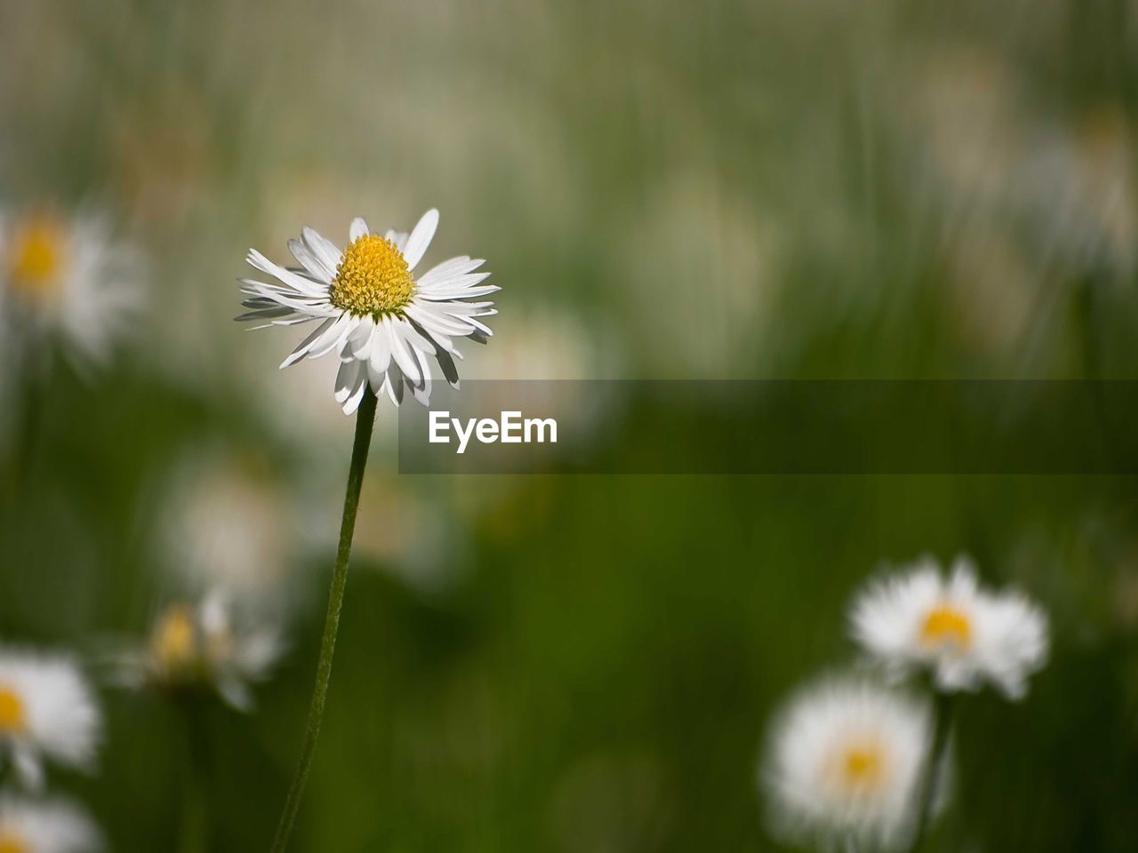 Close-up of white daisy flowers