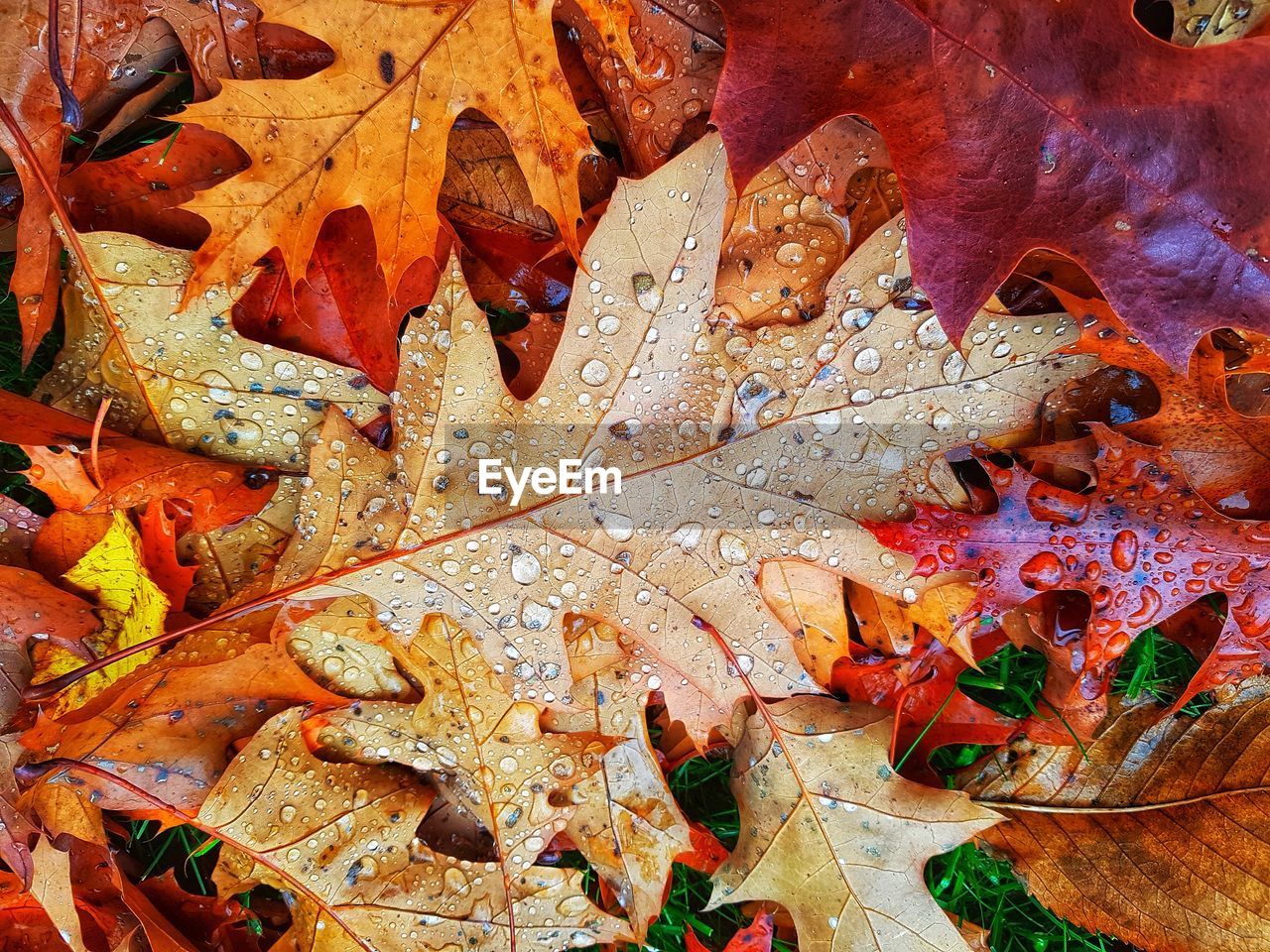 High angle view of water drops on dry leaves