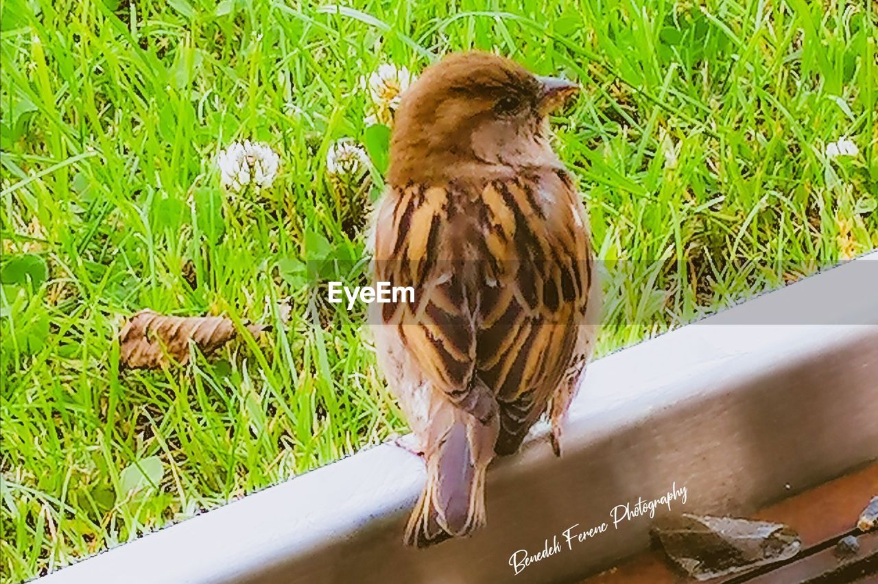 VIEW OF OWL PERCHING ON A LAND