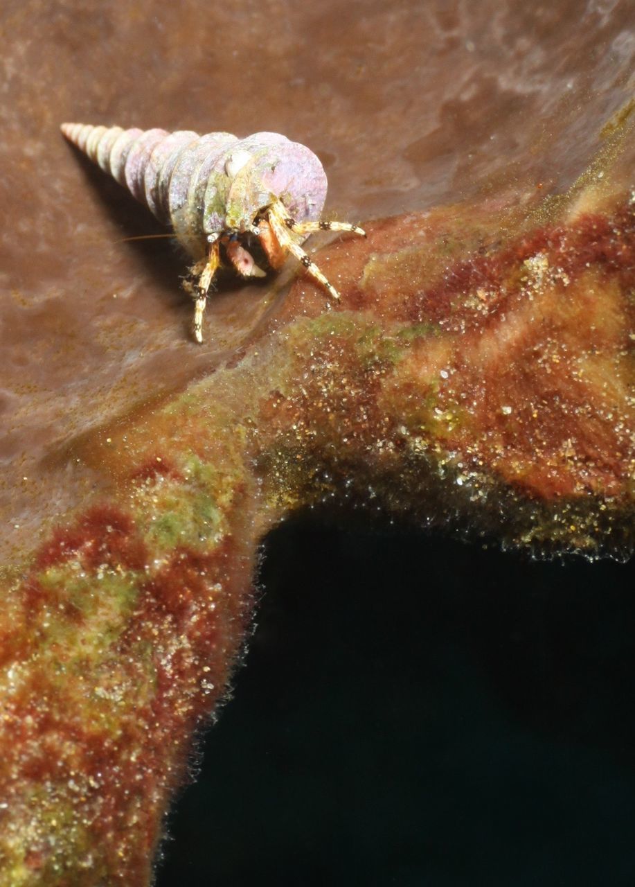 Close-up of insect feeding