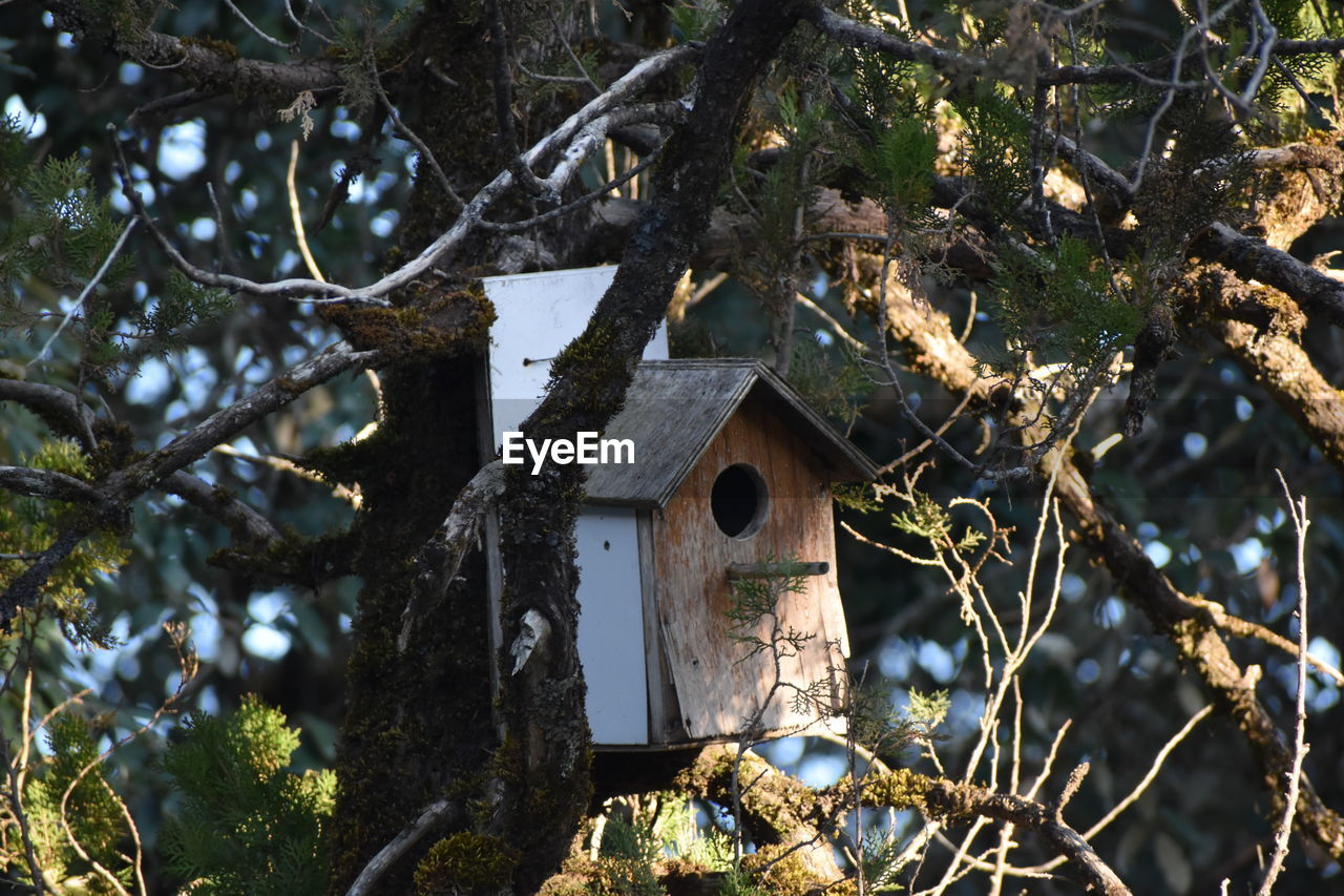LOW ANGLE VIEW OF BIRDHOUSE TREE AGAINST BUILDING