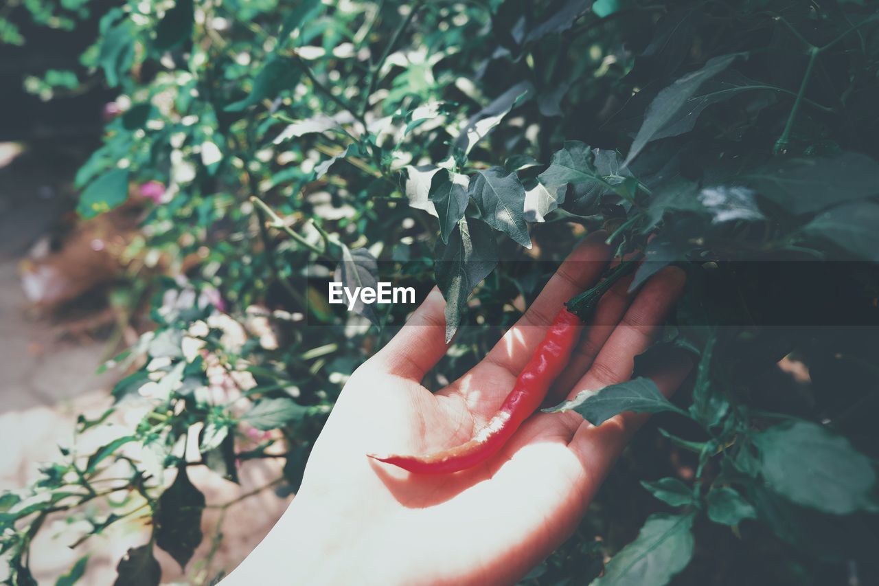 Close-up of hand holding red chili pepper by plants