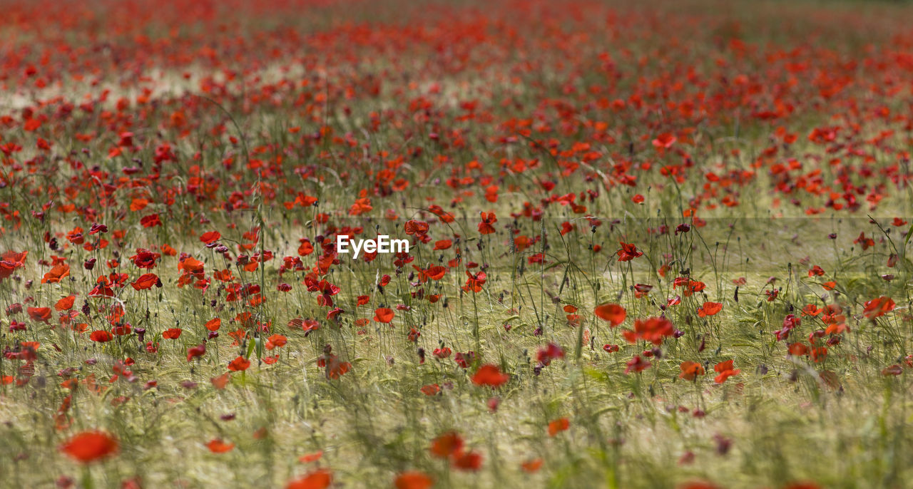 plant, flower, field, poppy, red, flowering plant, growth, land, beauty in nature, meadow, nature, freshness, no people, landscape, selective focus, wildflower, grassland, day, grass, environment, outdoors, rural scene, prairie, agriculture, petal, backgrounds, close-up, fragility, tranquility, abundance, full frame, flowerbed