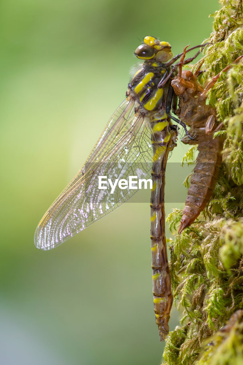 CLOSE UP OF DRAGONFLY